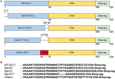 Structure-Function Relationship of XCL1 Used for in vivo Targeting of Antigen Into XCR1+ Dendritic Cells